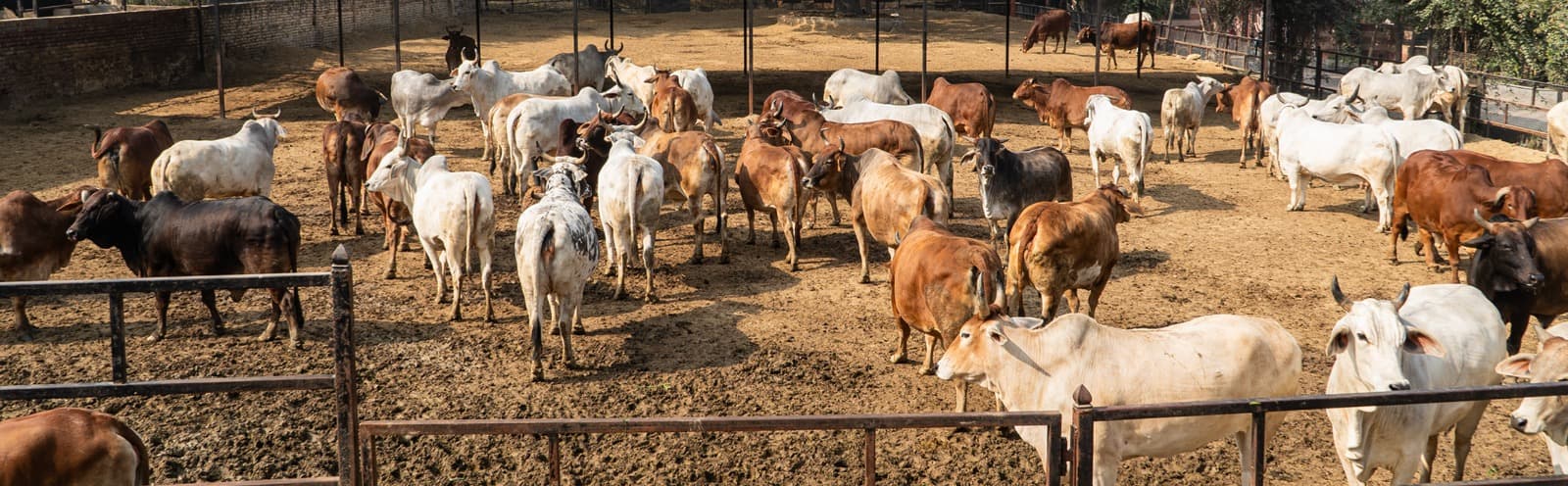Gau Seva Morning